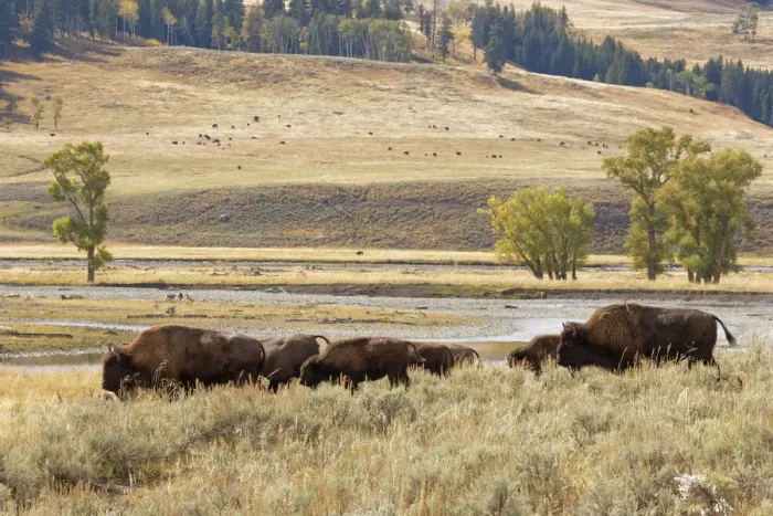 Framed Print : Herd of Bison (Bovinae) in fall, Lamar Valley, Yellowstone National Park, Montana, Wyoming, USA Framed Print : Herd of Bison (Bovinae) in fall, Lamar Valley, Yellowstone National Park, Montana, Wyoming, USA