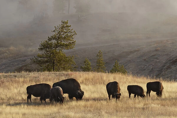 Herd of Bison (Bovinae) near Old Faithful Geyser, Upper Geyser Basin, Yellowstone National Park, Montana, Wyoming, USA