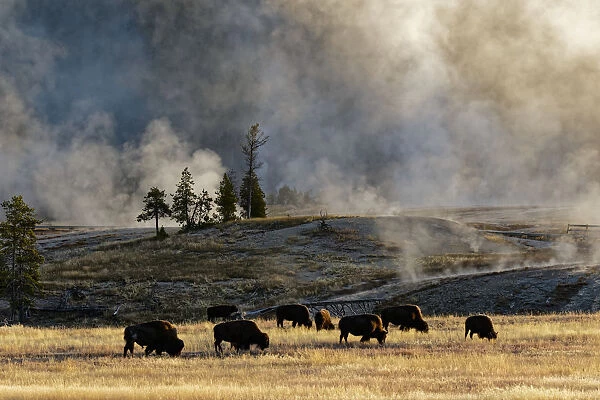 Herd of Bison (Bovinae) near Old Faithful Geyser, Upper Geyser Basin, Yellowstone National Park, Montana, Wyoming, USA