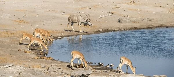 Herd of Black-faced Impalas -Aepyceros melampus petersi- and greater kudu -Tragelaphus strepsiceros- drinking, Chudop water hole, Etosha National Park, Namibia