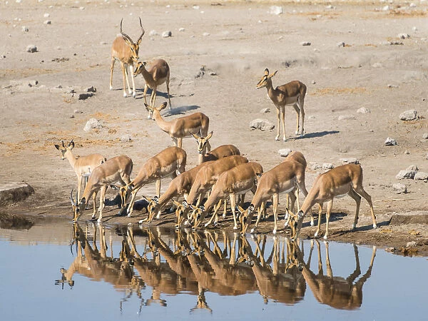 Herd of Black-faced Impalas -Aepyceros melampus petersi- drinking, Chudop water hole, Etosha National Park, Namibia