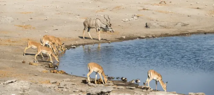 Framed Print : Herd of Black-faced Impalas -Aepyceros melampus petersi- and greater kudu -Tragelaphus strepsiceros- drinking, Chudop water hole, Etosha National Park, Namibia Framed Print : Herd of Black-faced Impalas -Aepyceros melampus petersi- and greater kudu -Tragelaphus strepsiceros- drinking, Chudop water hole, Etosha National Park, Namibia