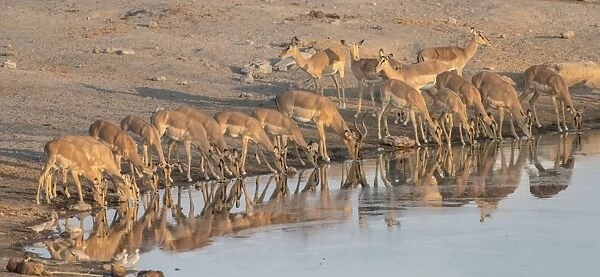 Herd of Black Nose Impalas -Aepyceros melampus petersi- drinking at water, Chudop waterhole, Etosha National Park, Namibia
