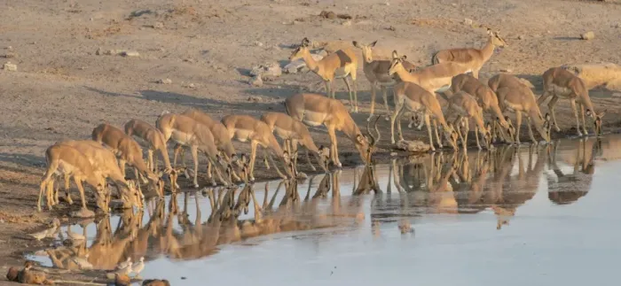 Framed Print : Herd of Black Nose Impalas -Aepyceros melampus petersi- drinking at water, Chudop waterhole, Etosha National Park, Namibia Framed Print : Herd of Black Nose Impalas -Aepyceros melampus petersi- drinking at water, Chudop waterhole, Etosha National Park, Namibia