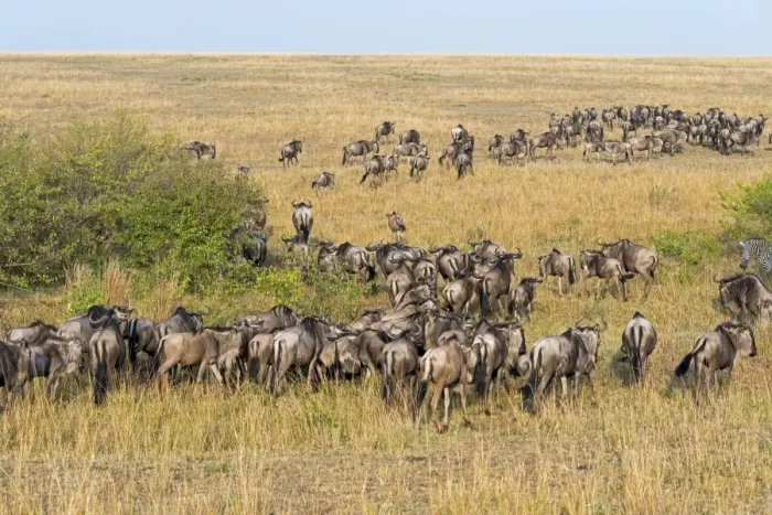 Framed Print : Herd of Blue Wildebeest -Connochaetes taurinus-, Msai Mara National Reserve, Kenya Framed Print : Herd of Blue Wildebeest -Connochaetes taurinus-, Msai Mara National Reserve, Kenya