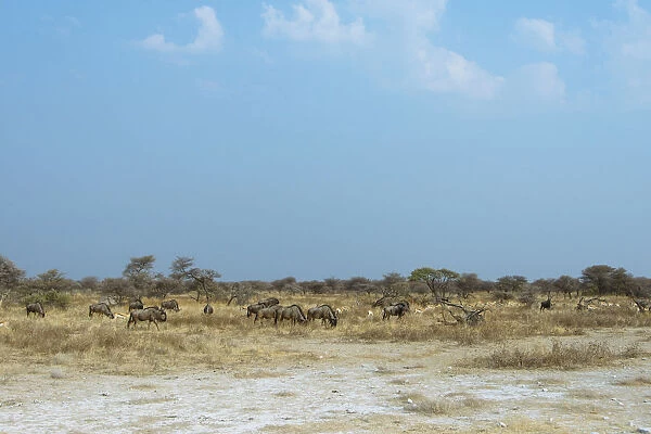 Herd of Blue Wildebeest -Connochaetes taurinus-, Etosha National Park, Namibia