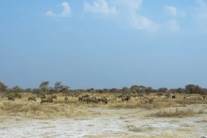 Framed Print : Herd of Blue Wildebeest -Connochaetes taurinus-, Etosha National Park, Namibia Framed Print : Herd of Blue Wildebeest -Connochaetes taurinus-, Etosha National Park, Namibia