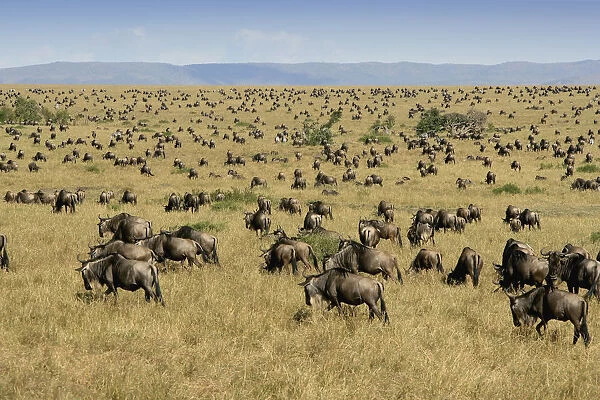 Herd of Blue Wildebeest (Connochaetes taurinus) Migrating