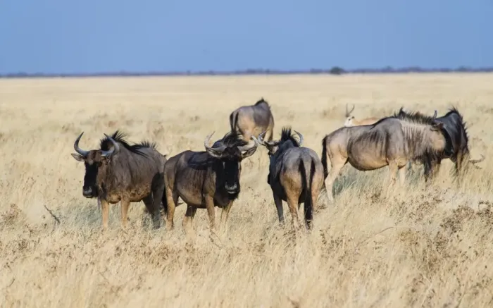 Framed Print : Herd of Blue Wildebeest on prairie grass -Connochaetes taurinus-, Etosha National Park, Namibia