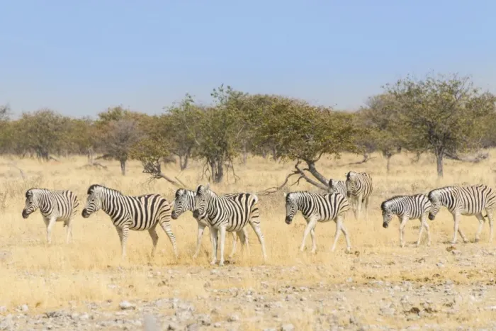 Framed Print : Herd of Burchell-Zebras -Equus burchellii-, Etosha National Park, Namibia Framed Print : Herd of Burchell-Zebras -Equus burchellii-, Etosha National Park, Namibia
