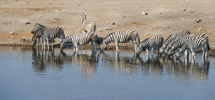 Framed Print : Herd of Burchells Zebras -Equus burchellii- drinking, Chudop water hole, Etosha National Park, Namibia Framed Print : Herd of Burchells Zebras -Equus burchellii- drinking, Chudop water hole, Etosha National Park, Namibia