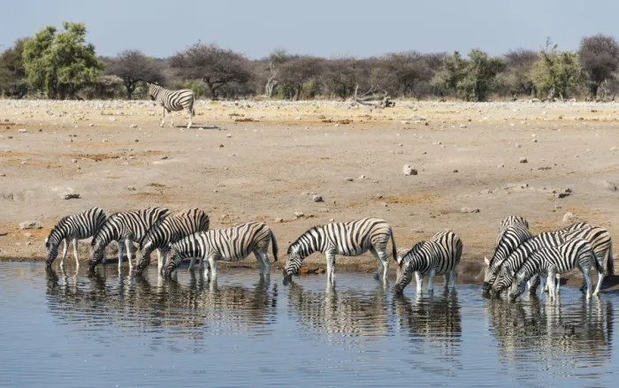 Framed Print : Herd of Burchells Zebras -Equus burchellii- drinking, Chudop water hole, Etosha National Park, Namibia