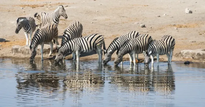 Framed Print : Herd of Burchells Zebras -Equus burchellii- drinking, Chudop water hole, Etosha National Park, Namibia Framed Print : Herd of Burchells Zebras -Equus burchellii- drinking, Chudop water hole, Etosha National Park, Namibia