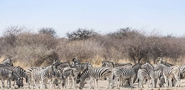 Herd of Burchells Zebras -Equus quagga burchellii- drinking at water, Tsumcor water hole, Etosha National Park, Namibia