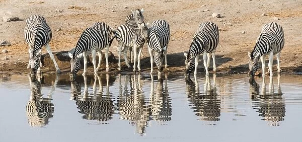 Herd of Burchells Zebras -Equus quagga burchellii- drinking at water, Chudop water hole, Etosha National Park, Namibia