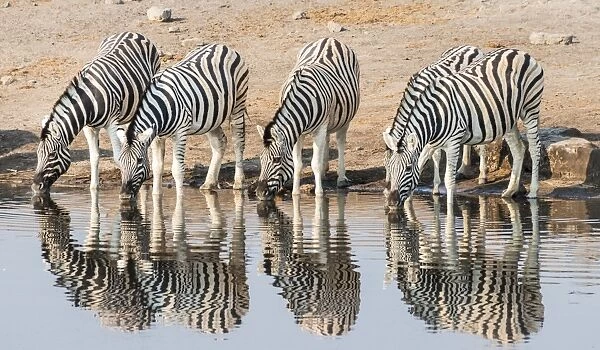 Herd of Burchells Zebras -Equus quagga burchellii- drinking at water, Chudop water hole, Etosha National Park, Namibia