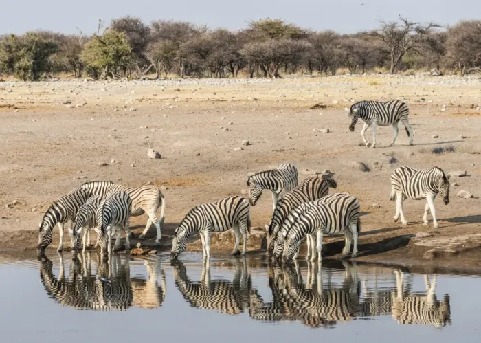 Framed Print : Herd of Burchells Zebras -Equus quagga burchellii- drinking at water, Chudop water hole, Etosha National Park, Namibia Framed Print : Herd of Burchells Zebras -Equus quagga burchellii- drinking at water, Chudop water hole, Etosha National Park, Namibia