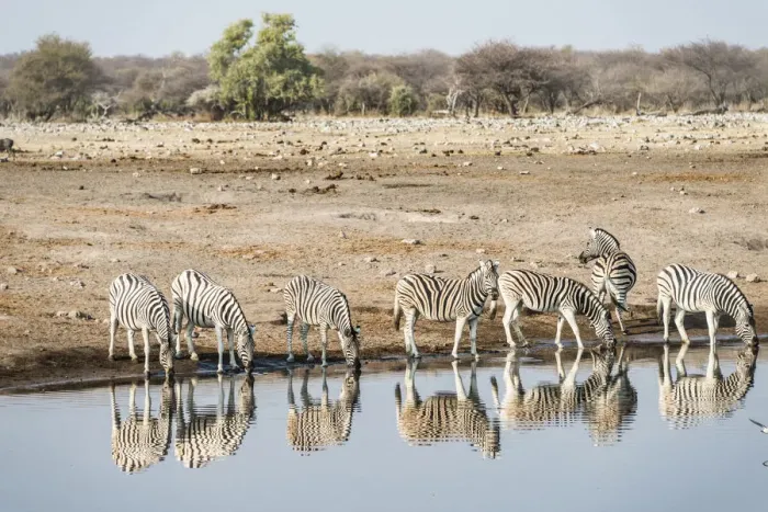 Framed Print : Herd of Burchells Zebras -Equus quagga burchellii- reflected in the water while drinking, Chudop water hole, Etosha National Park, Namibia Framed Print : Herd of Burchells Zebras -Equus quagga burchellii- reflected in the water while drinking, Chudop water hole, Etosha National Park, Namibia