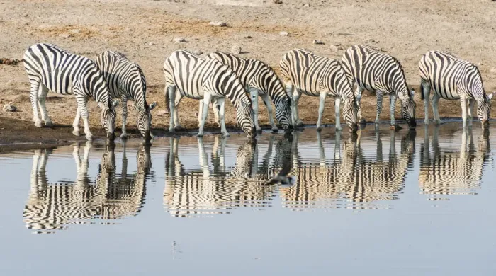 Framed Print : Herd of Burchells Zebras -Equus quagga burchellii- reflected in the water while drinking, Chudop water hole, Etosha National Park, Namibia Framed Print : Herd of Burchells Zebras -Equus quagga burchellii- reflected in the water while drinking, Chudop water hole, Etosha National Park, Namibia