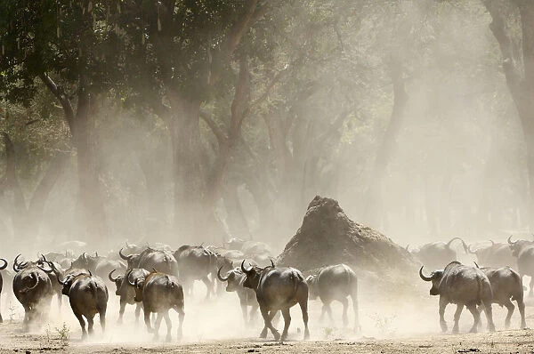 A herd of Cape Buffalo (Syncerus caffer)
