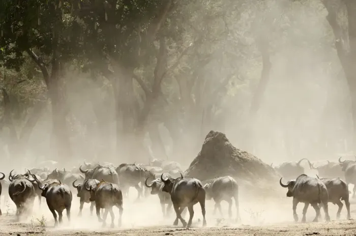 Framed Print : A herd of Cape Buffalo (Syncerus caffer)