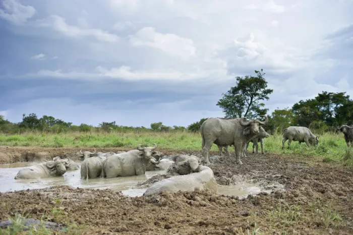 Framed Print : A herd of Cape Buffalo, Syncerus caffer, wallow in mud, Murchison Falls National Park, Uganda Framed Print : A herd of Cape Buffalo, Syncerus caffer, wallow in mud, Murchison Falls National Park, Uganda