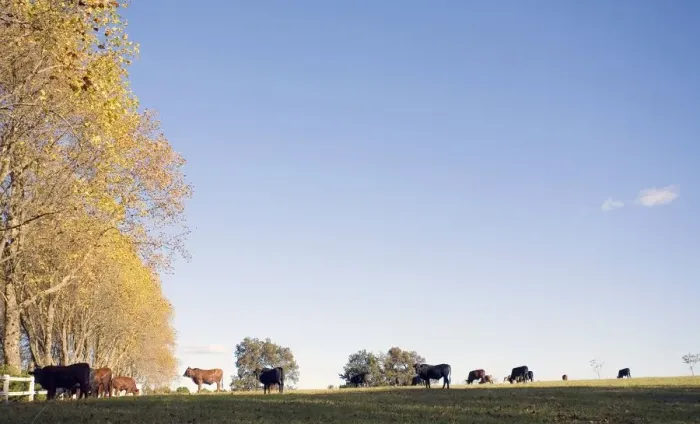 Framed Print : Herd of Cattle in Field Framed Print : Herd of Cattle in Field
