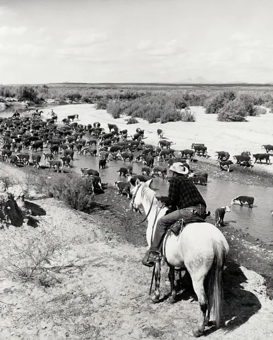 Framed Print : Herd of Cattle Stopping for Drink Framed Print : Herd of Cattle Stopping for Drink