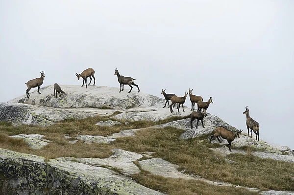 Herd of chamois -Rupicapra rupicapra- standing on a rocky outcrop, Valais, Switzerland, Europe