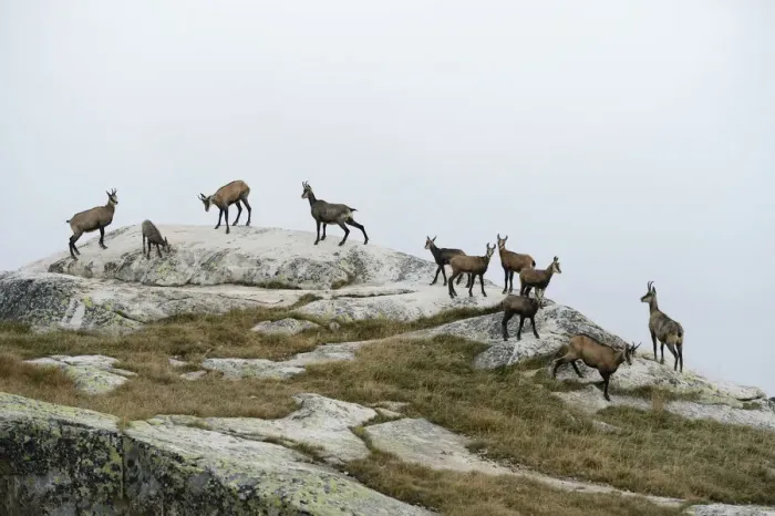 Framed Print : Herd of chamois -Rupicapra rupicapra- standing on a rocky outcrop, Valais, Switzerland, Europe Framed Print : Herd of chamois -Rupicapra rupicapra- standing on a rocky outcrop, Valais, Switzerland, Europe
