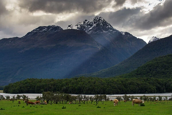 Herd of cow on green meadow with snow mountain
