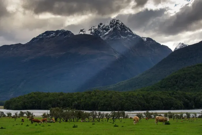 Framed Print : Herd of cow on green meadow with snow mountain