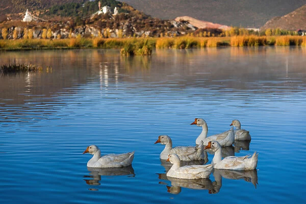 Herd of duck on the blue lake