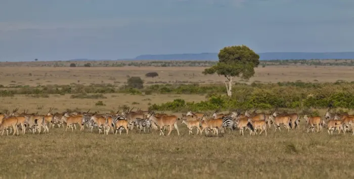 Framed Print : Herd of Eland Antilopes -Taurotragus oryx-, Zebra -Equus quagga- and Blue Wildebeest -Connochaetes taurinus-, Masai Mara National Reserve, Kenya, East Africa, Africa, PublicGround Framed Print : Herd of Eland Antilopes -Taurotragus oryx-, Zebra -Equus quagga- and Blue Wildebeest -Connochaetes taurinus-, Masai Mara National Reserve, Kenya, East Africa, Africa, PublicGround