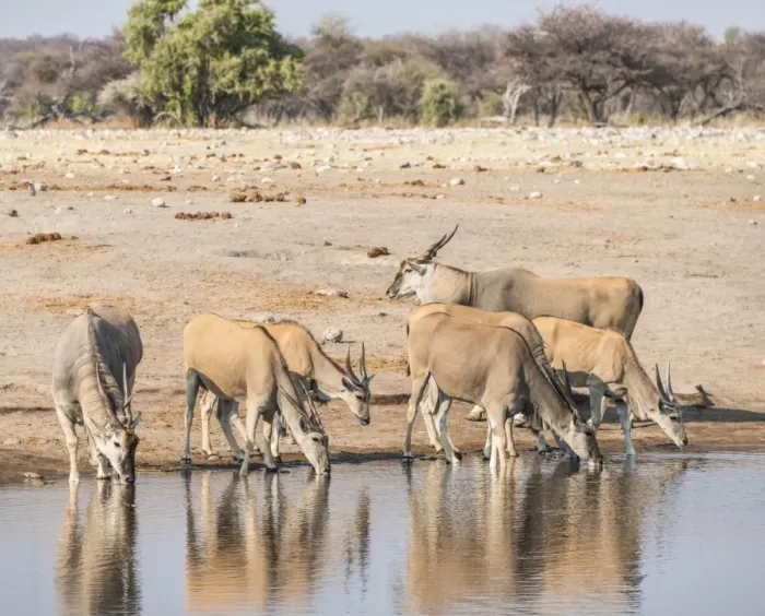 Framed Print : Herd of Elands -Taurotragus oryx- drinking, Chudop water hole, Etosha National Park, Namibia Framed Print : Herd of Elands -Taurotragus oryx- drinking, Chudop water hole, Etosha National Park, Namibia
