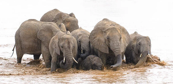 A Herd of Elephants in the Ewaso Ng Iro River at Samburu, Kenya