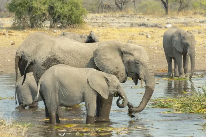 Framed Print : Herd of elephants standing in the water drinking, African Elephants -Loxodonta africana-, Koinachas waterhole, Etosha National Park, Namibia Framed Print : Herd of elephants standing in the water drinking, African Elephants -Loxodonta africana-, Koinachas waterhole, Etosha National Park, Namibia