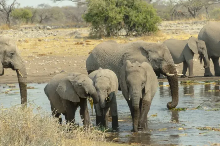 Framed Print : Herd of elephants standing in the water drinking, African Elephants -Loxodonta africana-, Koinachas waterhole, Etosha National Park, Namibia Framed Print : Herd of elephants standing in the water drinking, African Elephants -Loxodonta africana-, Koinachas waterhole, Etosha National Park, Namibia