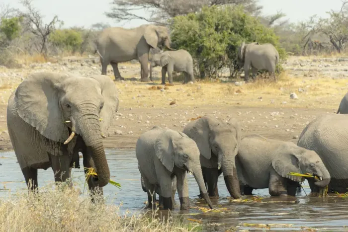 Framed Print : Herd of elephants standing in the water drinking, African Elephants -Loxodonta africana-, Koinachas waterhole, Etosha National Park, Namibia Framed Print : Herd of elephants standing in the water drinking, African Elephants -Loxodonta africana-, Koinachas waterhole, Etosha National Park, Namibia