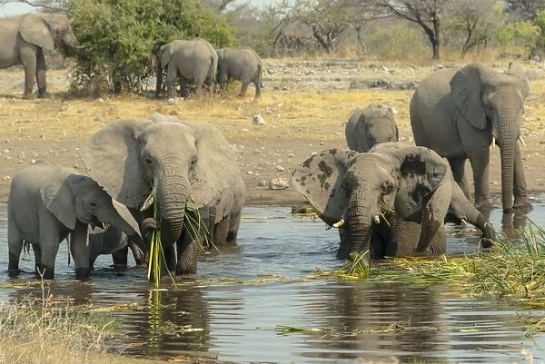 Herd of elephants standing in the water drinking, African Elephants -Loxodonta africana-, Koinachas waterhole, Etosha National Park, Namibia