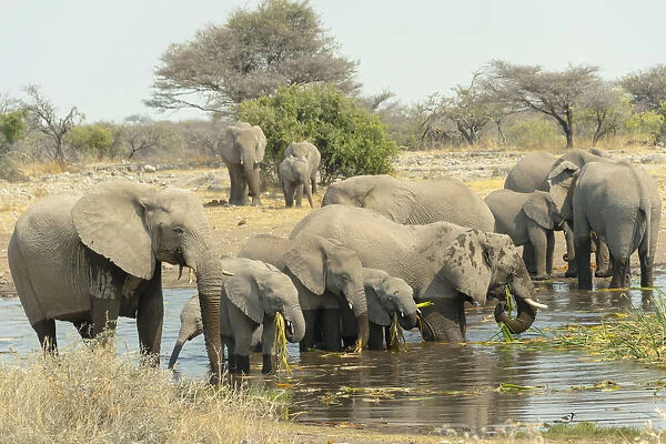 Herd of elephants standing in the water drinking and feeding, African Elephants -Loxodonta africana-, Koinachas waterhole, Etosha National Park, Namibia
