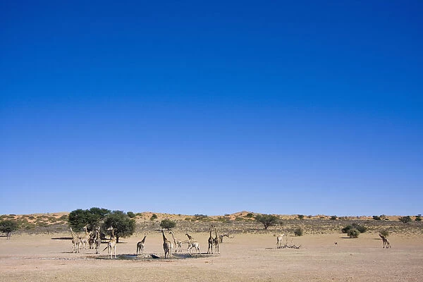 Herd of Giraffa giraffa, Southern giraffe, at waterhole, Kgalagadi Transfrontier Park, Northern Cape, South Africa, Kgalagadi District, Botswana