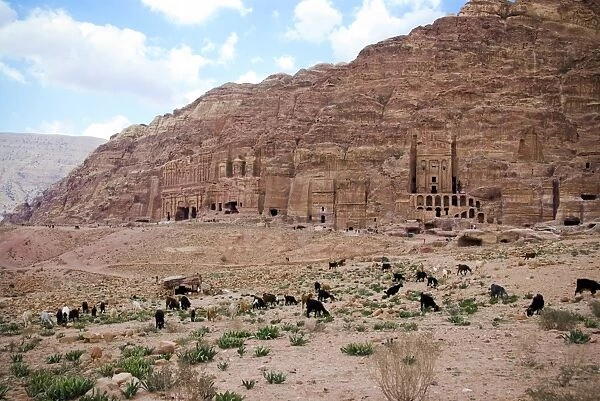 Petra. Herd of goats grazes in front of tombs at ancient city of Petra in Jordan