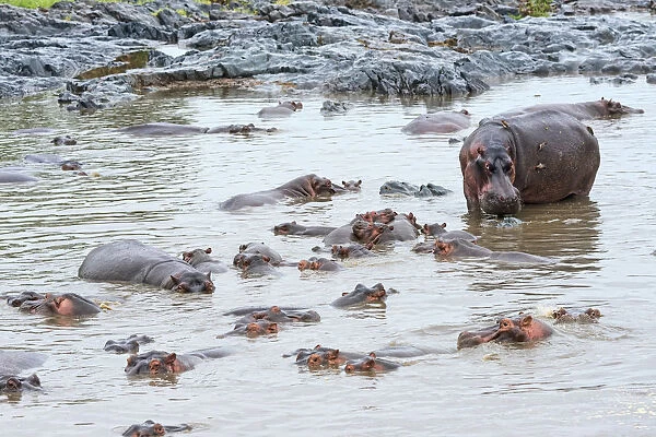 Herd of Hippopotamuses -Hippopotamus amphibius-, Serengeti, Tanzania