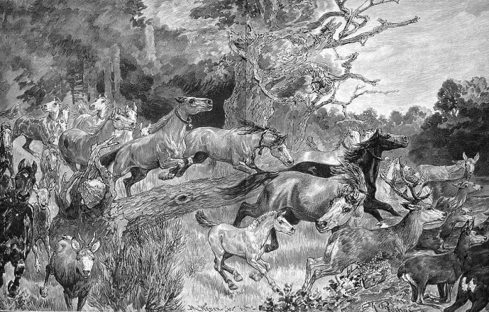 Framed Print : Herd of horses flees from the paddock because of a forest fire, Germany, 1890, digitally restored reproduction of an original 19th century painting, exact original date unknown Framed Print : Herd of horses flees from the paddock because of a forest fire, Germany, 1890, digitally restored reproduction of an original 19th century painting, exact original date unknown