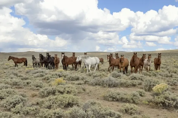 Framed Print : Herd of horses near State Road 230, Wyoming, USA Framed Print : Herd of horses near State Road 230, Wyoming, USA