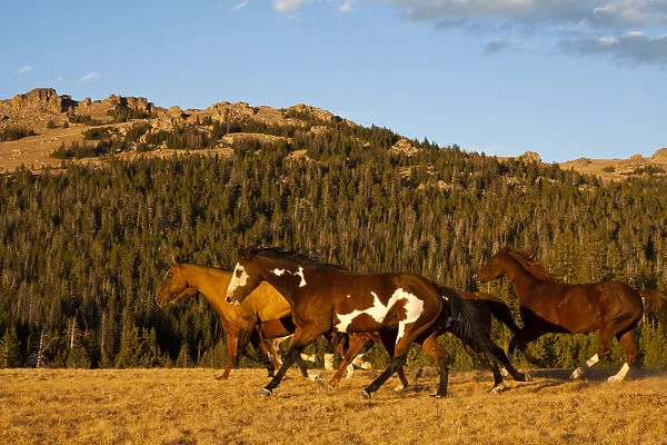 Herd of horses running through wilderness in Bighorn Mountains with mountain range and forest in background, Shell, Wyoming, USA