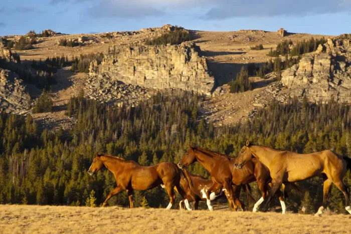 Framed Print : Herd of horses running through wilderness in Bighorn Mountains with mountain range and forest in background, Shell, Wyoming, USA Framed Print : Herd of horses running through wilderness in Bighorn Mountains with mountain range and forest in background, Shell, Wyoming, USA