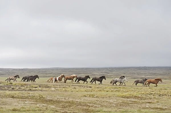 Herd of Icelandic horses galloping across barren land, tundra, near Hveravelir, Kjoelur, Highlands, Iceland