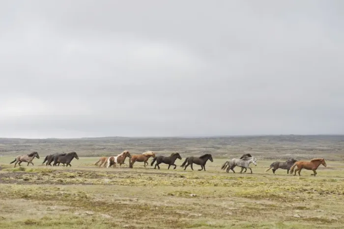 Framed Print : Herd of Icelandic horses galloping across barren land, tundra, near Hveravelir, Kjoelur, Highlands, Iceland Framed Print : Herd of Icelandic horses galloping across barren land, tundra, near Hveravelir, Kjoelur, Highlands, Iceland